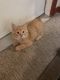 Persian Cats for sale in Bothell, WA, USA. price: $200