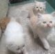 Persian Cats for sale in Sacramento, CA, USA. price: $700