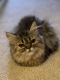 Persian Cats for sale in Wheeling, IL, USA. price: NA