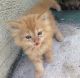 Persian Cats for sale in Houston, TX, USA. price: $700