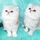 Persian Cats for sale in San Antonio, TX, USA. price: $1,875