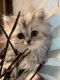 Persian Cats for sale in Sarasota, FL 34240, USA. price: $2,200