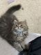 Persian Cats for sale in Glendale Heights, IL 60139, USA. price: NA