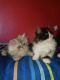 Persian Cats for sale in Elk City, OK, USA. price: $500