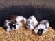 Peruvian Guinea Pig Rodents for sale in Springfield, IL, USA. price: $20