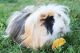 Peruvian Guinea Pig Rodents for sale in Boyertown, PA 19512, USA. price: $150