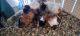 Peruvian Guinea Pig Rodents for sale in Los Angeles, CA, USA. price: NA
