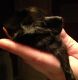Peruvian Guinea Pig Rodents for sale in NJ-17, Paramus, NJ 07652, USA. price: NA