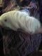 Peruvian Guinea Pig Rodents for sale in Sylvania, OH, USA. price: $35
