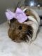 Peruvian Guinea Pig Rodents for sale in Jackson, TN, USA. price: $50