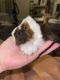 Peruvian Guinea Pig Rodents for sale in Jackson, TN, USA. price: $50