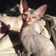 Peterbald Cats for sale in Methuen, MA, USA. price: NA