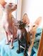 Peterbald Cats for sale in Roseville Pkwy, Roseville, CA 95678, USA. price: NA