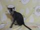 Peterbald Cats for sale in New York, NY, USA. price: $1,000