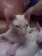 Peterbald Cats for sale in New York, NY, USA. price: $1,400