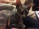 Peterbald Cats for sale in Houston, TX, USA. price: $900