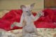 Peterbald Cats for sale in San Diego, CA 92130, USA. price: NA