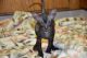 Peterbald Cats for sale in San Diego, CA 92130, USA. price: NA