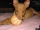 Pharaoh Hound Puppies for sale in Albuquerque, NM, USA. price: NA
