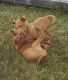 Pharaoh Hound Puppies for sale in West Valley City, UT, USA. price: NA