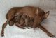 Pharaoh Hound Puppies for sale in Boca Raton, FL, USA. price: NA