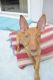 Pharaoh Hound Puppies for sale in Boca Raton, FL, USA. price: NA