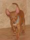 Pharaoh Hound Puppies for sale in Austin, TX, USA. price: NA
