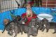 Picardy Spaniel Puppies for sale in Birmingham, AL, USA. price: NA