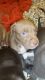 Picardy Spaniel Puppies for sale in Phoenix, AZ, USA. price: NA