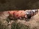 Pig Animals for sale in Danielson, CT 06239, USA. price: $300