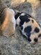 Pig Animals for sale in McDonough, GA, USA. price: NA