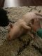 Pig Animals for sale in South Bend, IN, USA. price: NA