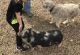 Pig Animals for sale in Newkirk, OK 74647, USA. price: NA