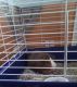 Pig Animals for sale in Tallahassee, FL, USA. price: $60