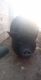 Pig Animals for sale in Mojave, CA 93501, USA. price: $1,000