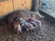 Pig Animals for sale in Beasley, TX 77417, USA. price: $25,000