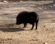 Pig Animals for sale in Phoenix, AZ, USA. price: NA