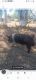 Pig Animals for sale in Red Bluff, CA 96080, USA. price: NA