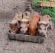 Pig Animals for sale in Spring Hill, FL, USA. price: NA