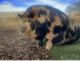 Pig Animals for sale in Salt Lake City, UT, USA. price: $700