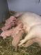 Pig Animals for sale in Nappanee, IN 46550, USA. price: NA