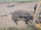 Pig Animals for sale in Wills Point, TX 75169, USA. price: $500