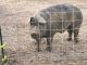Pig Animals for sale in Hodges, AL 35571, USA. price: NA