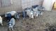 Pig Animals for sale in Marlow, OK 73055, USA. price: NA