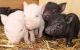 Pig Animals for sale in Dallas, TX, USA. price: $300