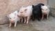Pig Animals for sale in El Monte, CA, USA. price: $400