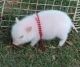 Pig Animals for sale in Arvada, CO, USA. price: NA