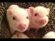 Pig Animals for sale in Dover Base Housing, DE, USA. price: NA