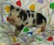Pig Animals for sale in Austin, TX, USA. price: NA
