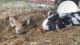 Pig Animals for sale in Corsicana, TX, USA. price: NA